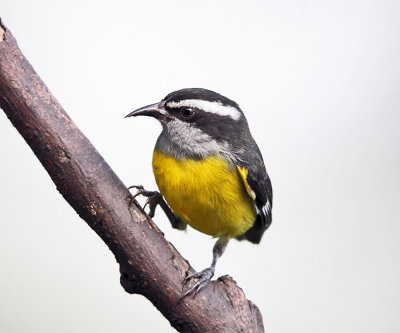 Bananaquit - Coereba flaveola