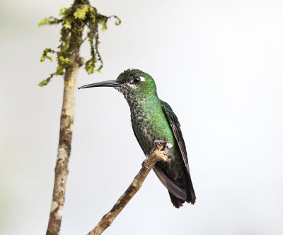 Green-crowned Brilliant - Heliodoxa jacula (female)