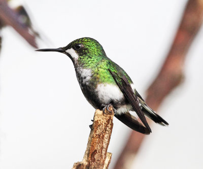 Green Thorntail - Discosura conversii (female)