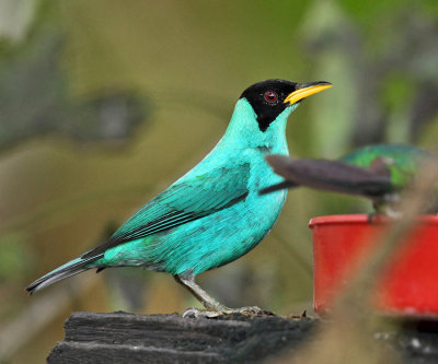 Green Honeycreeper - Chlorophanes spiza