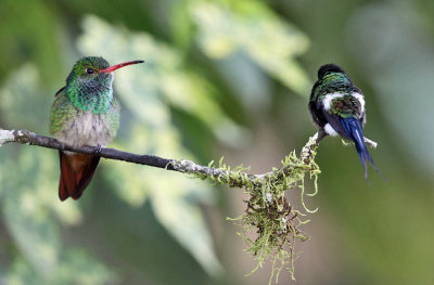 Rufous-tailed Hummingbird & Green Thorntail