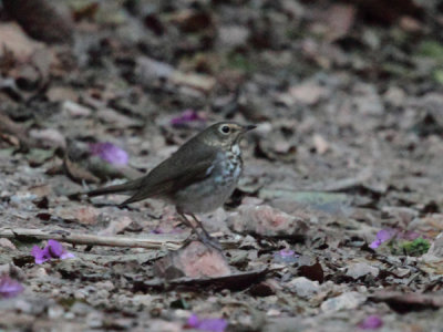 Swainsons Thrush - Catharus ustulatus