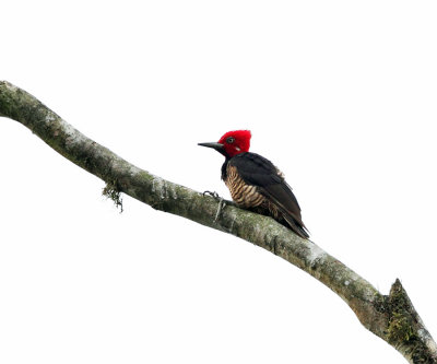 Guayaquil Woodpecker - Campephilus gayaquilensis (male)