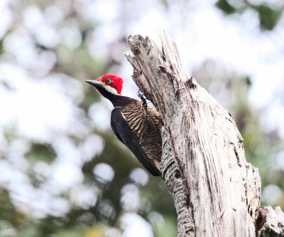 Guayaquil Woodpecker - Campephilus gayaquilensis (female)