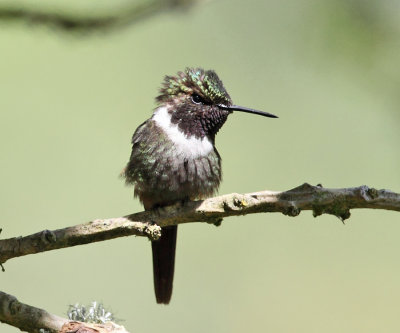 Purple-throated Woodstar - Calliphlox mitchellii