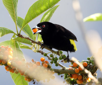 Lemon-rumped Tanager - Ramphocelus icteronotus