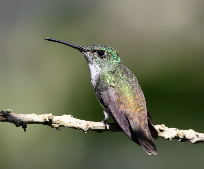 Andean Emerald - Amazilia franciae