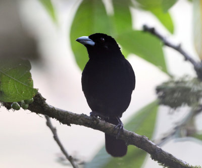 White-lined Tanager - Tachyphonus rufus