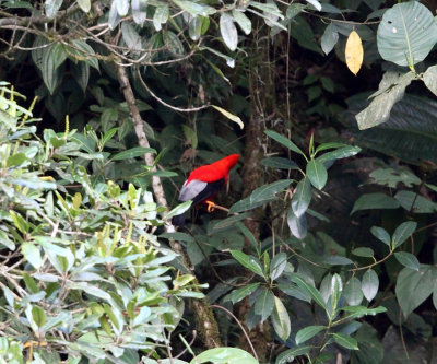 Andean Cock-of-the-rock - Rupicola peruvianus