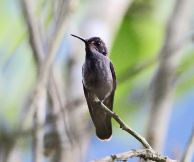 Brown Violetear - Colibri delphinae