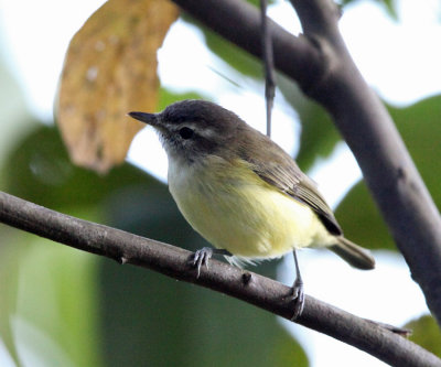 Brown-capped vireo - Vireo leucophrys