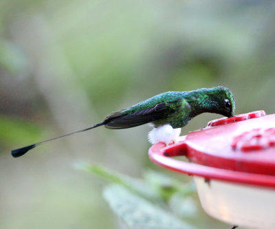 Booted Racket-tail - Ocreatus underwoodii