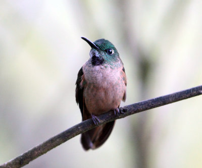 Fawn-breasted Brilliant - Heliodoxa rubinoides