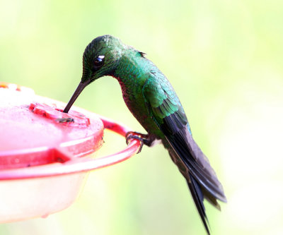 Green-crowned Brilliant - Heliodoxa jacula