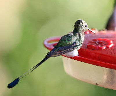 Booted Racket-tail - Ocreatus underwoodii