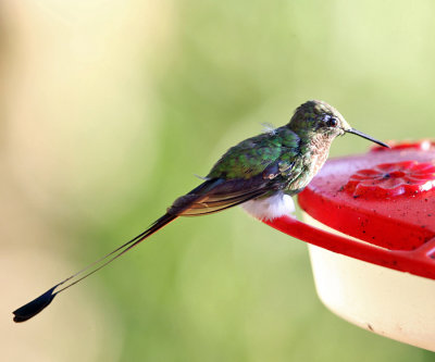 Booted Racket-tail - Ocreatus underwoodii