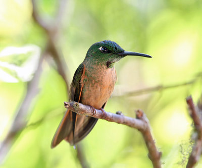 Fawn-breasted Brilliant - Heliodoxa rubinoides