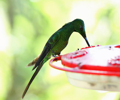 Green-crowned Brilliant - Heliodoxa jacula