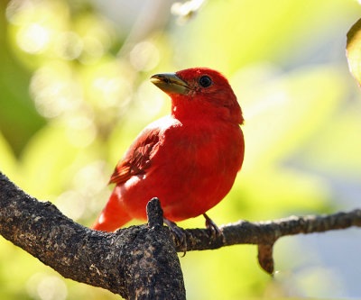 Summer Tanager - Piranga rubra