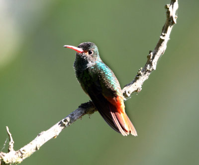 Rufous-tailed Hummingbird - Amazilia tzacatl