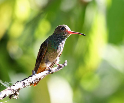 Rufous-tailed Hummingbird - Amazilia tzacatl