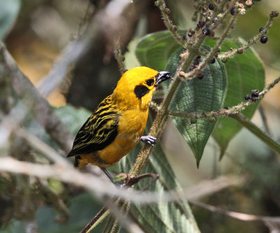 Golden Tanager - Tangara arthus