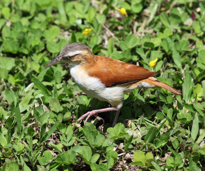 Pacific Hornero - Furnarius cinnamomeus