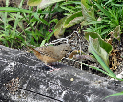 House Wren - Troglodytes aedon