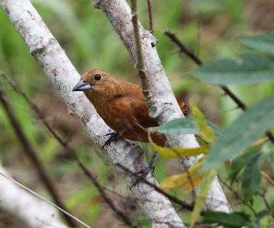 White-lined Tanager - Tachyphonus rufus (female)