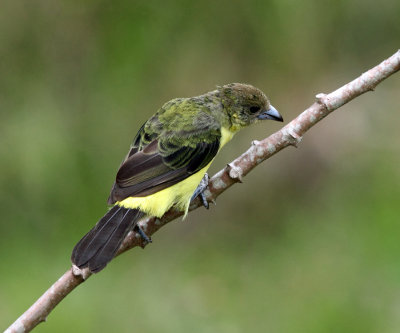 Lemon-rumped Tanager - Ramphocelus icteronotus