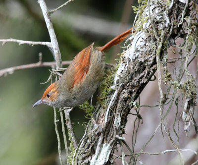 Red-faced Spinetail - Cranioleuca erythrops