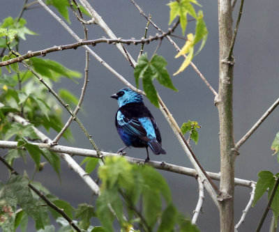 Blue-necked Tanager - Tangara cyanicollis