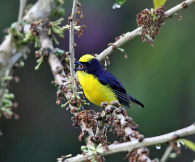 Thick-billed Euphonia - Euphonia laniirostris