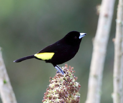 Lemon-rumped Tanager - Ramphocelus icteronotus