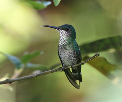 White-necked Jacobin - Florisuga mellivora (female)