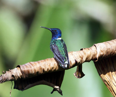 White-necked Jacobin - Florisuga mellivora