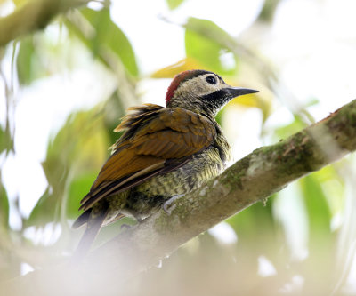 Golden-olive Woodpecker - Colaptes rubiginosus