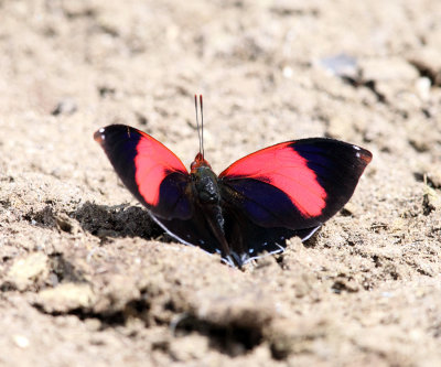 Red-patched Leafwing - Siderone syntyche