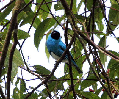 Swallow Tanager - Tersina viridis