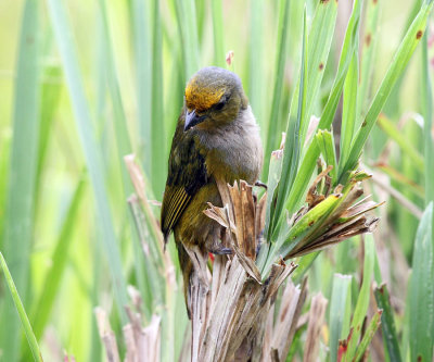 Orange-bellied Euphonia - Euphonia xanthogaster (female)