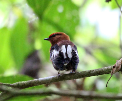 Club-winged Manakin - Machaeropterus deliciosus