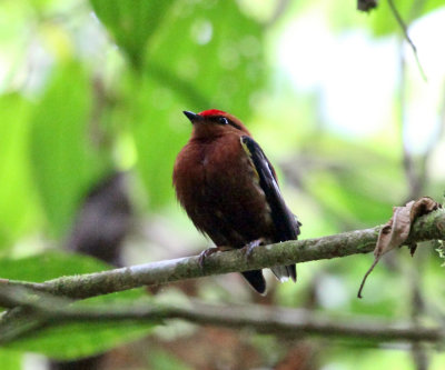 Club-winged Manakin - Machaeropterus deliciosus