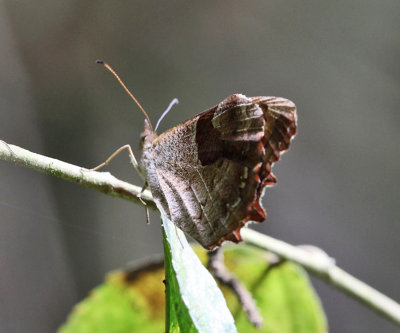 Fiery Satyr - Lasiophila orbifera