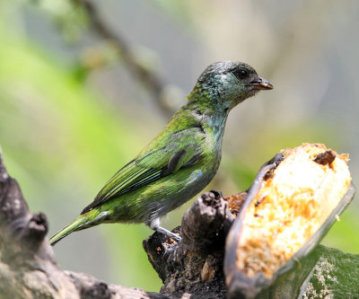 Black-capped Tanager - Tangara heinei (female)