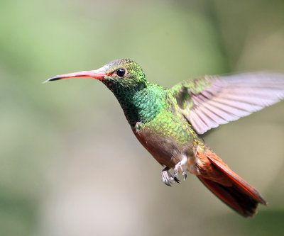 Rufous-tailed Hummingbird - Amazilia tzacatl