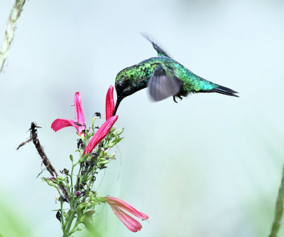 Western Emerald - Chlorostilbon melanorhynchus