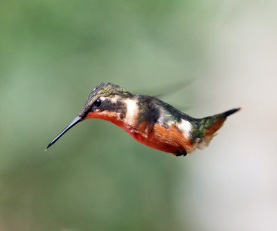 Purple-throated Woodstar - Calliphlox mitchellii