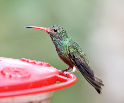 Rufous-tailed Hummingbird - Amazilia tzacatl