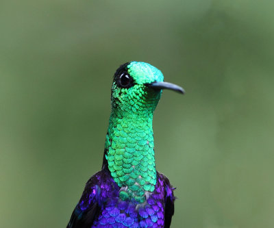 Green-crowned Woodnymph - Thalurania fannyi