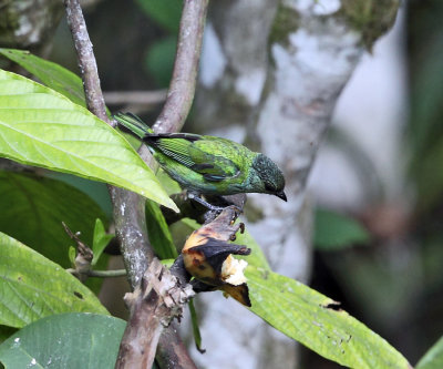 Black-capped Tanager - Tangara heinei (female)